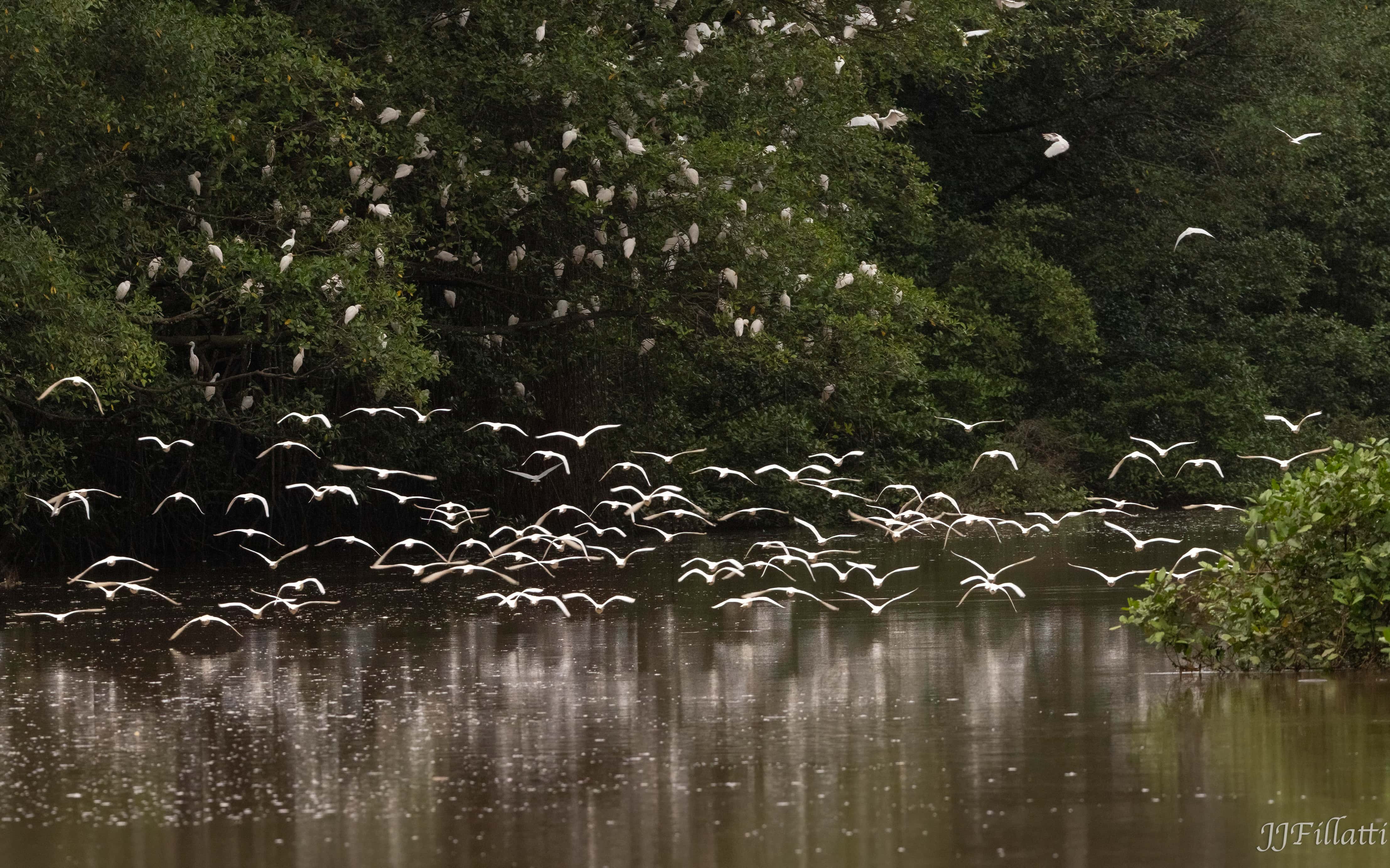 bird of Costa Rica image 47